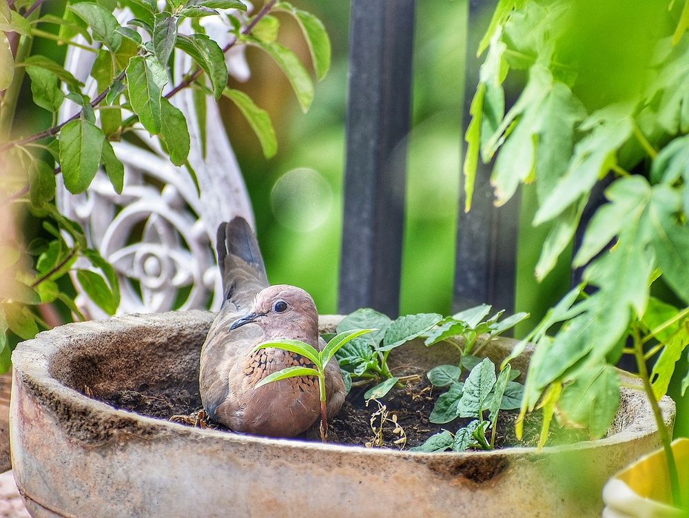 Photograph by Bhanupriya Marke