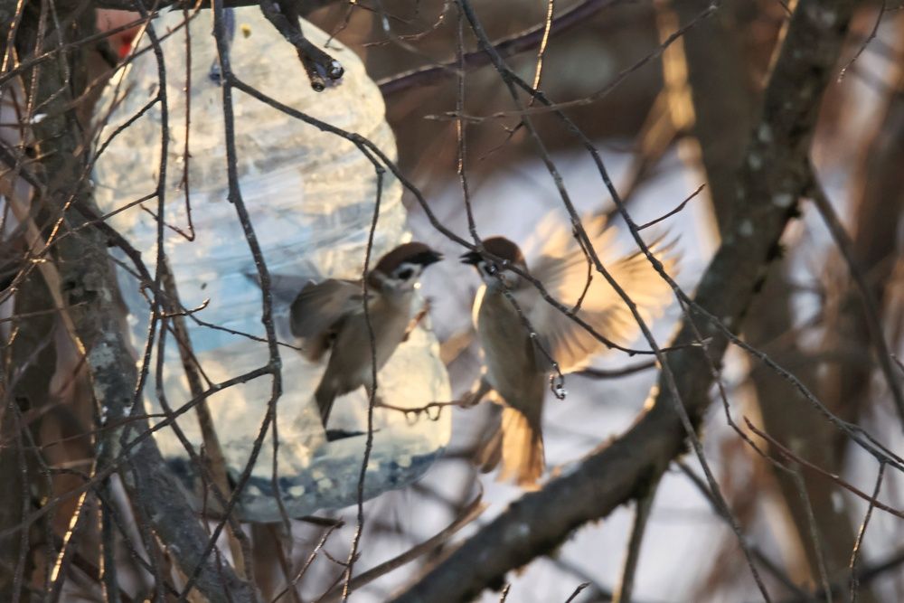 Photo #13699618