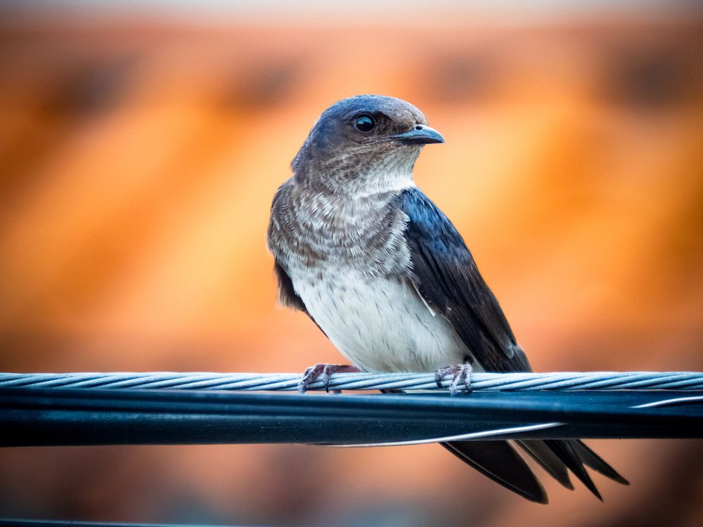 Photograph by Valmir Fernando da Silva