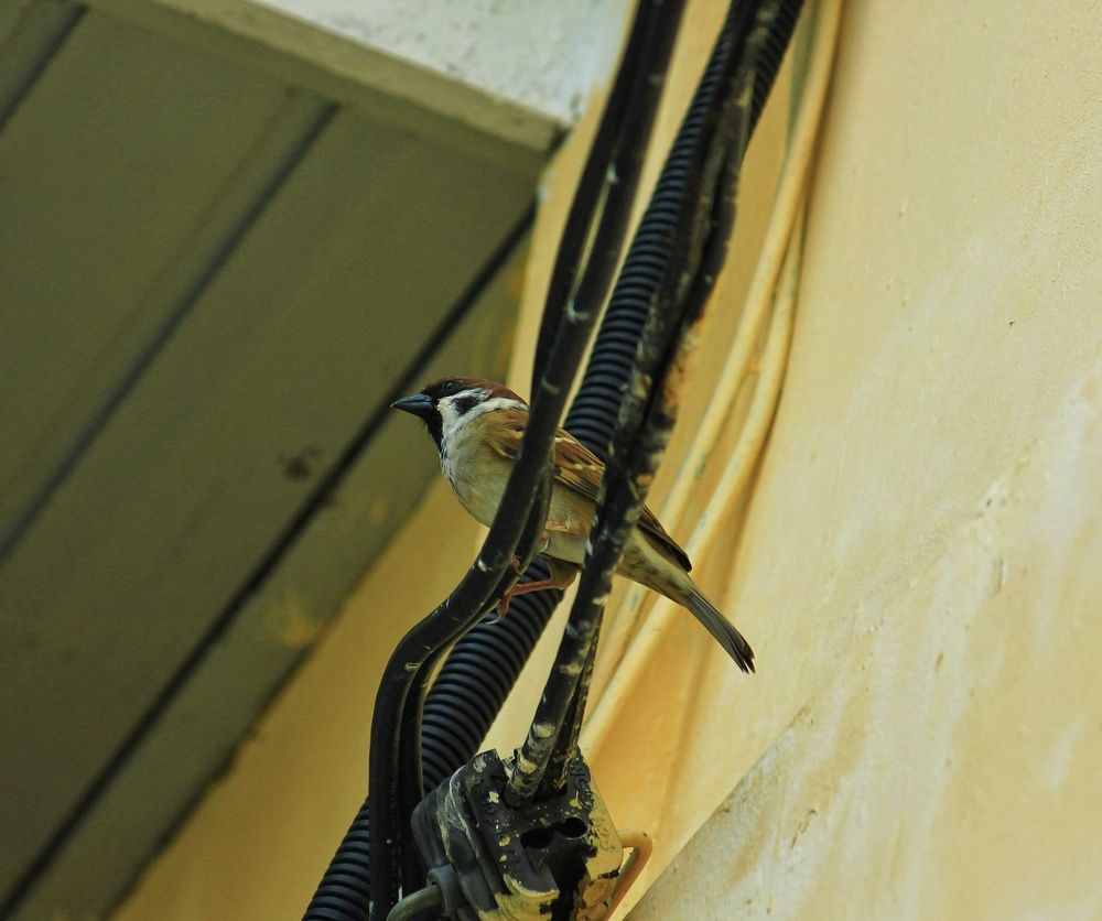 “The Wire Watcher – A Sparrow’s Vigil on the City’s Veins”