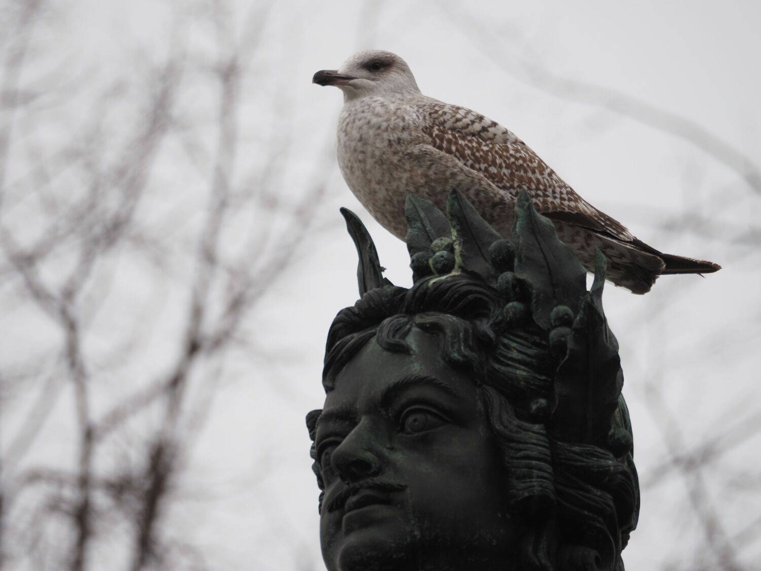 Photo #13699737