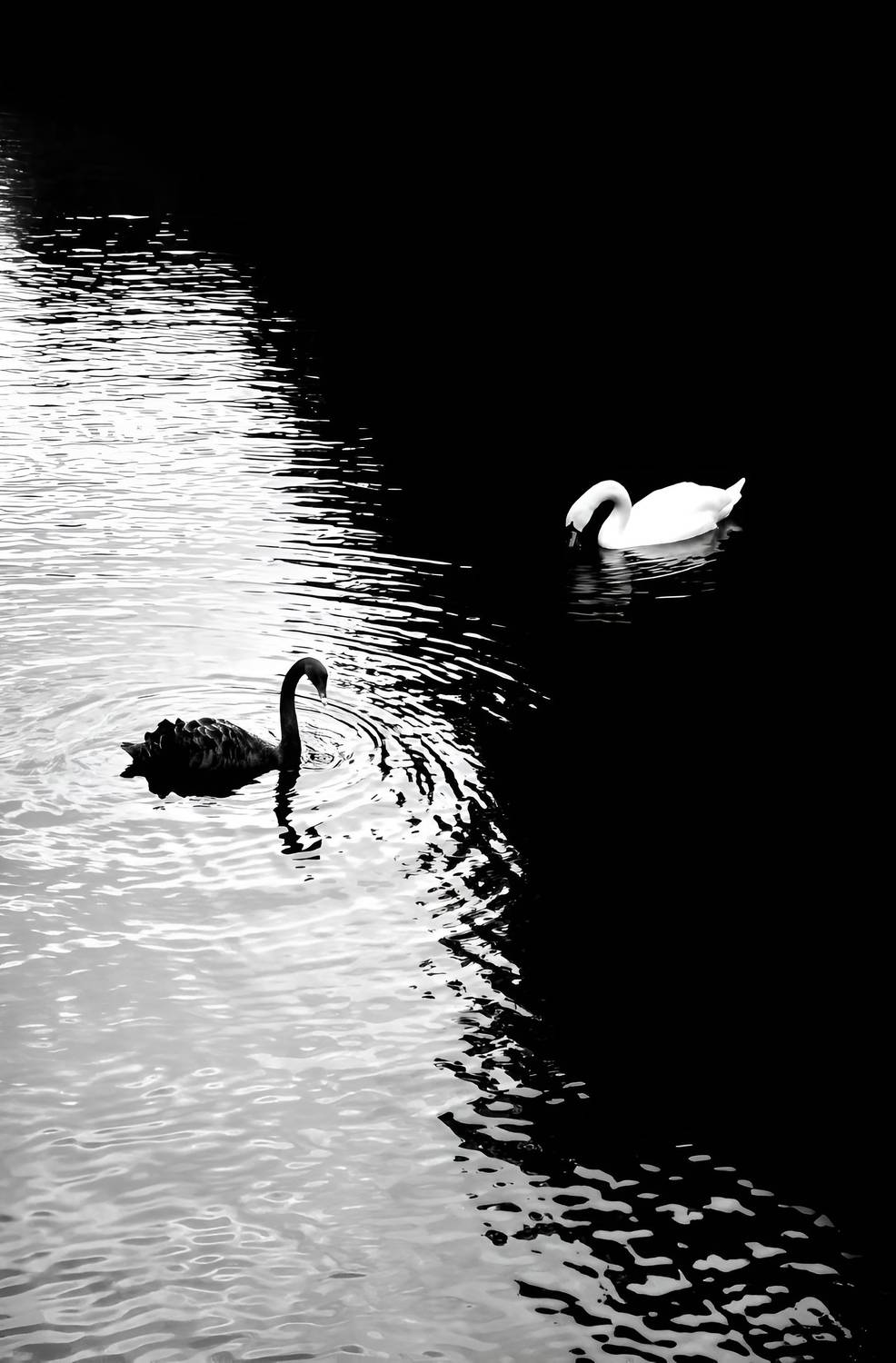 swan lake