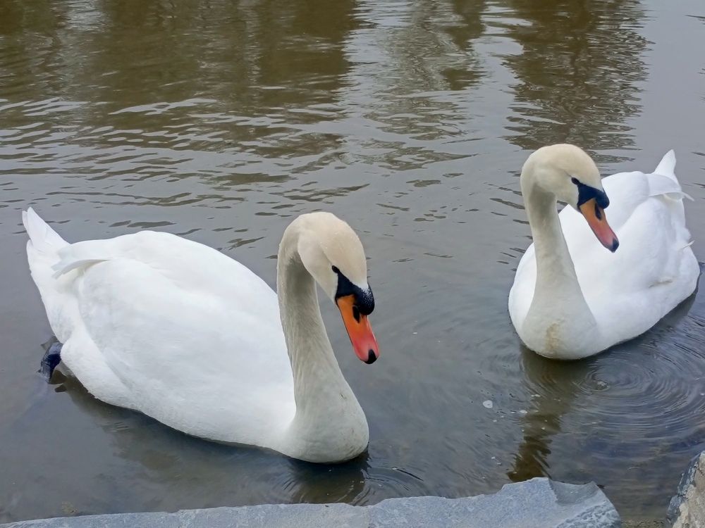 Photo #13699808