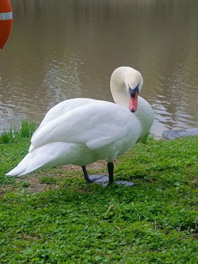 Photo #13699809