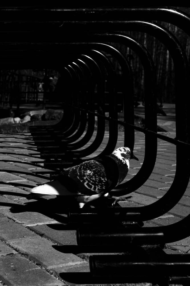 Фотография автора Ilya Merkulov