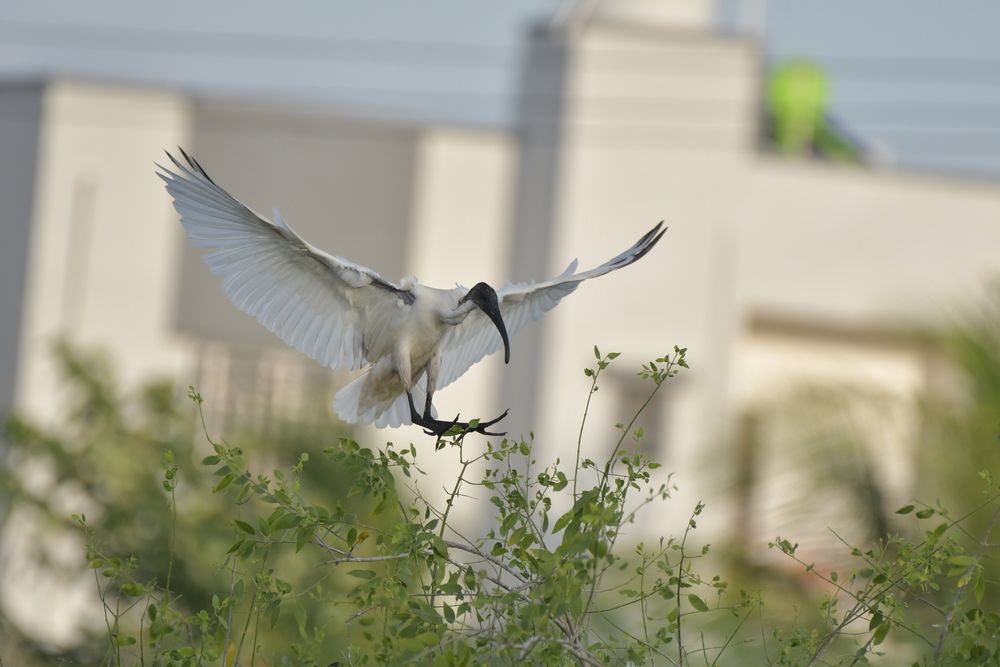 Black-headed Ibis