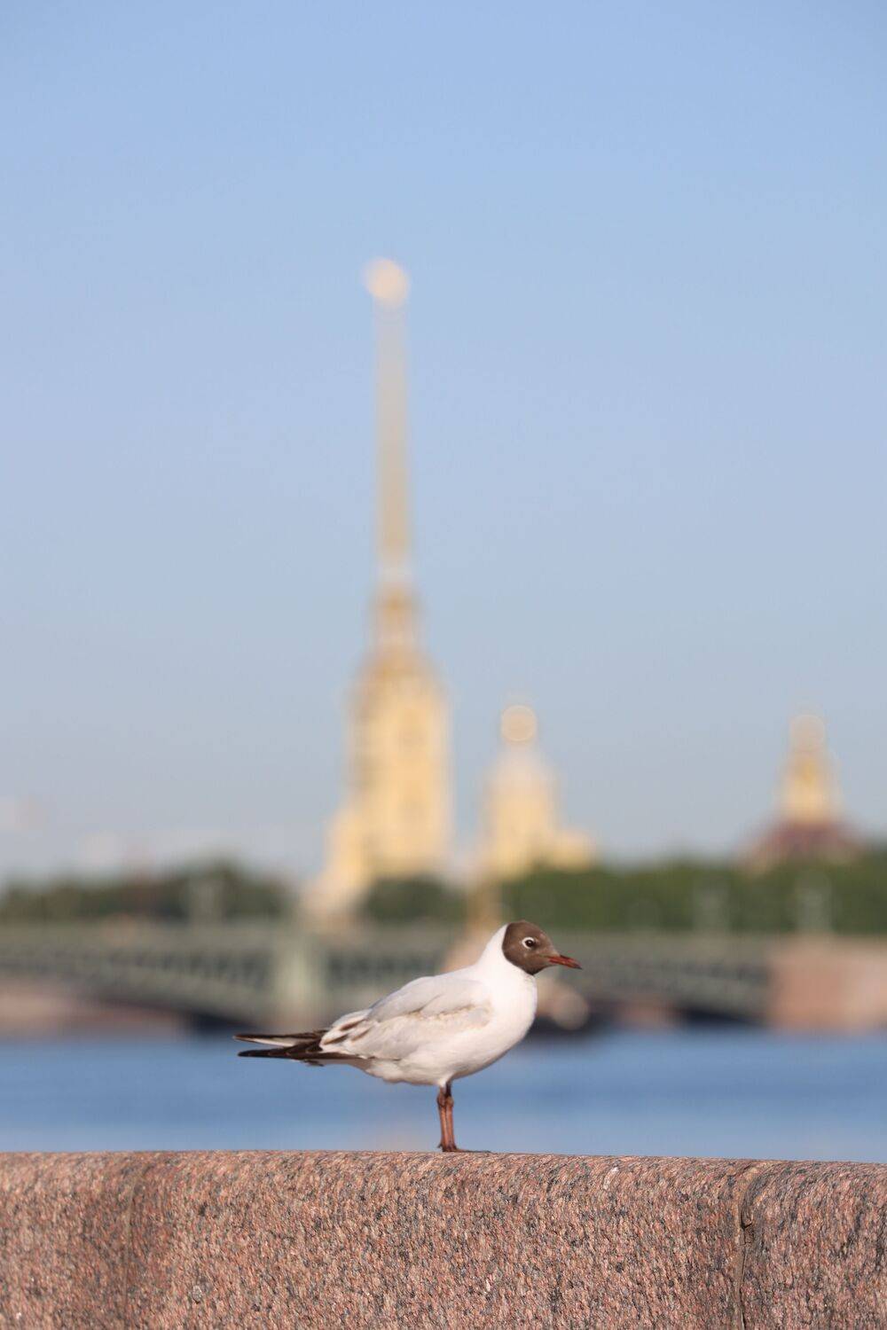 Photo #13699953