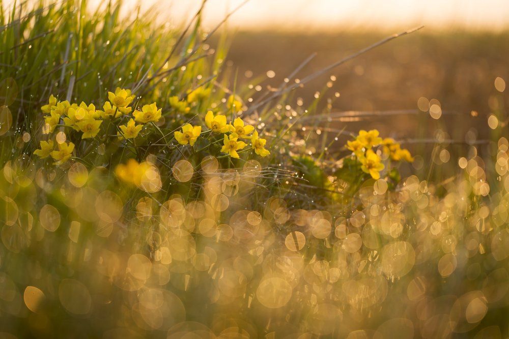 Солнечные зайцы