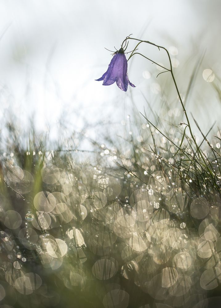 Как в сказке