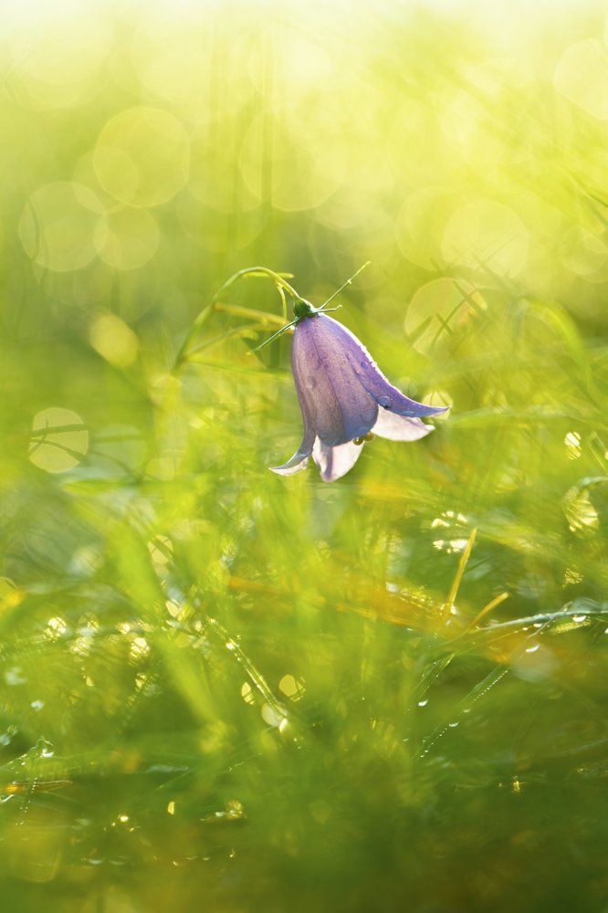 Пробуждение