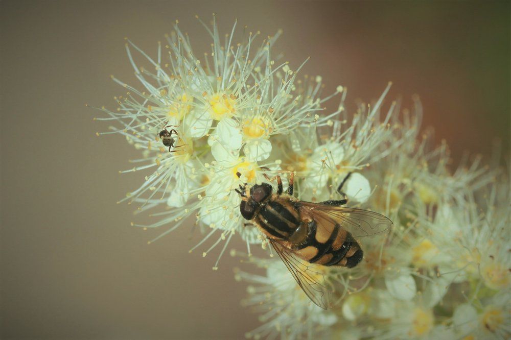 Завтрак на двоих