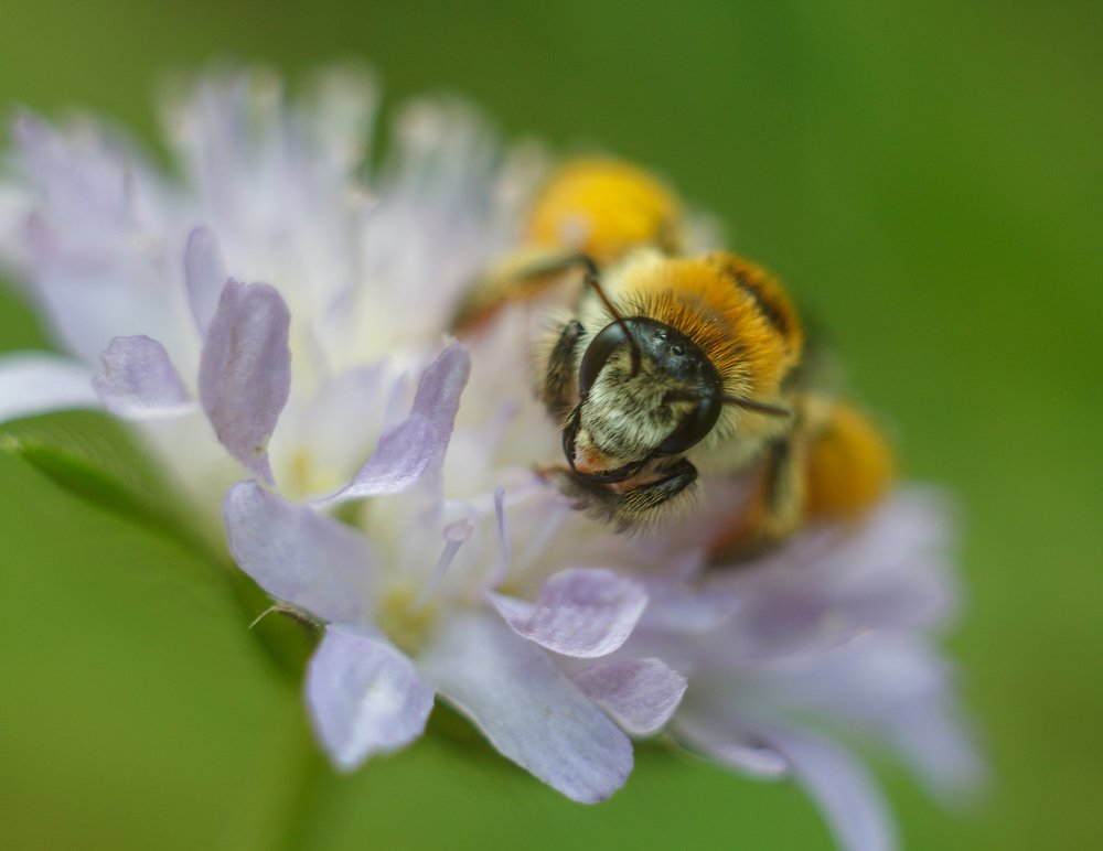 Сладкоежка