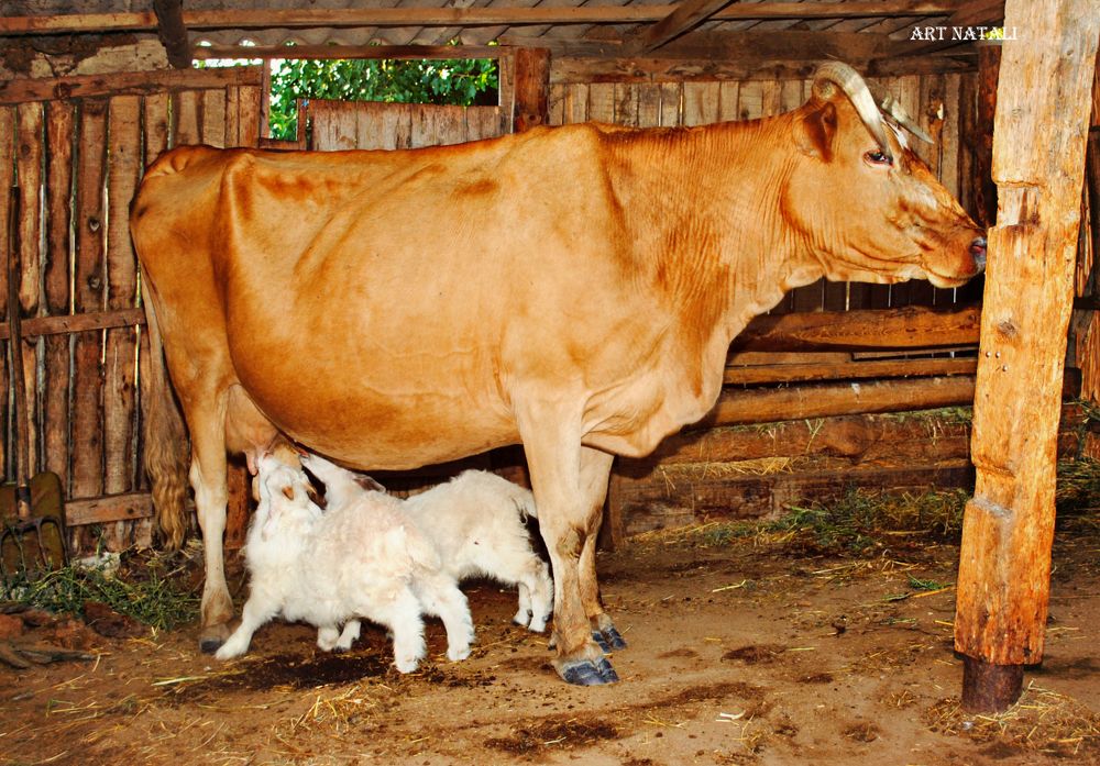 Кормилица Красуля.