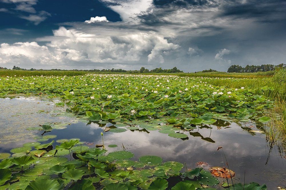 "Метаморфозы лета"