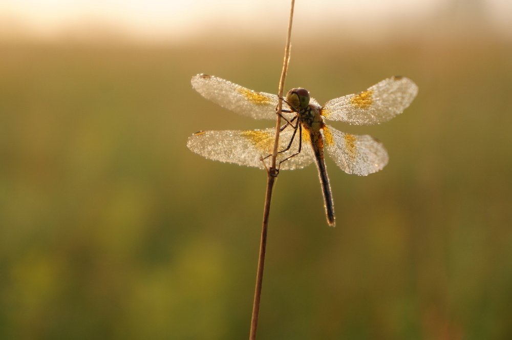 Photograph by Анастасия Шайдорова