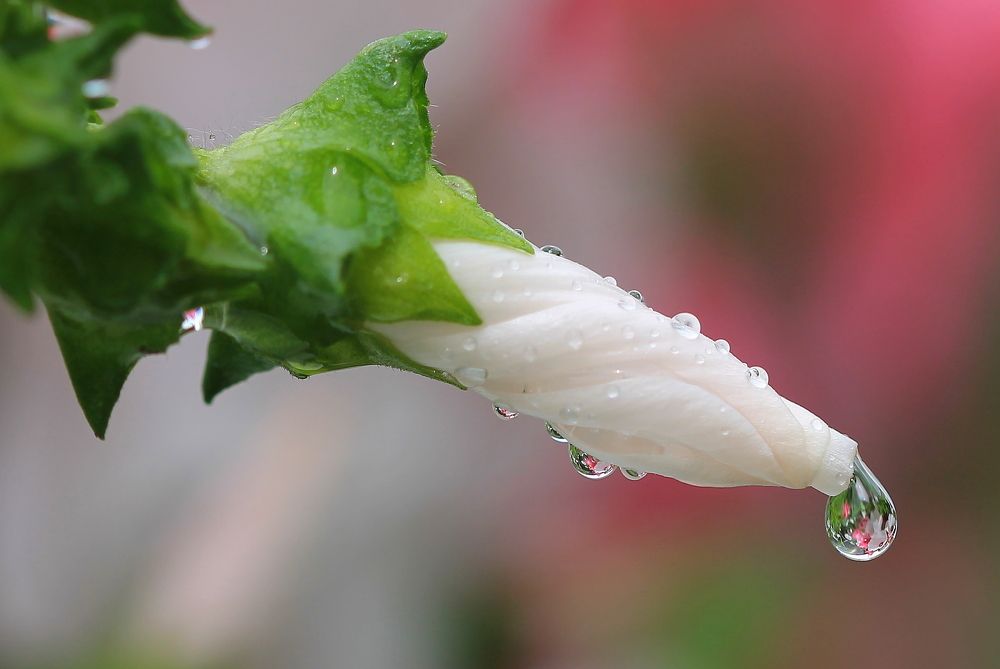 Цветные капли