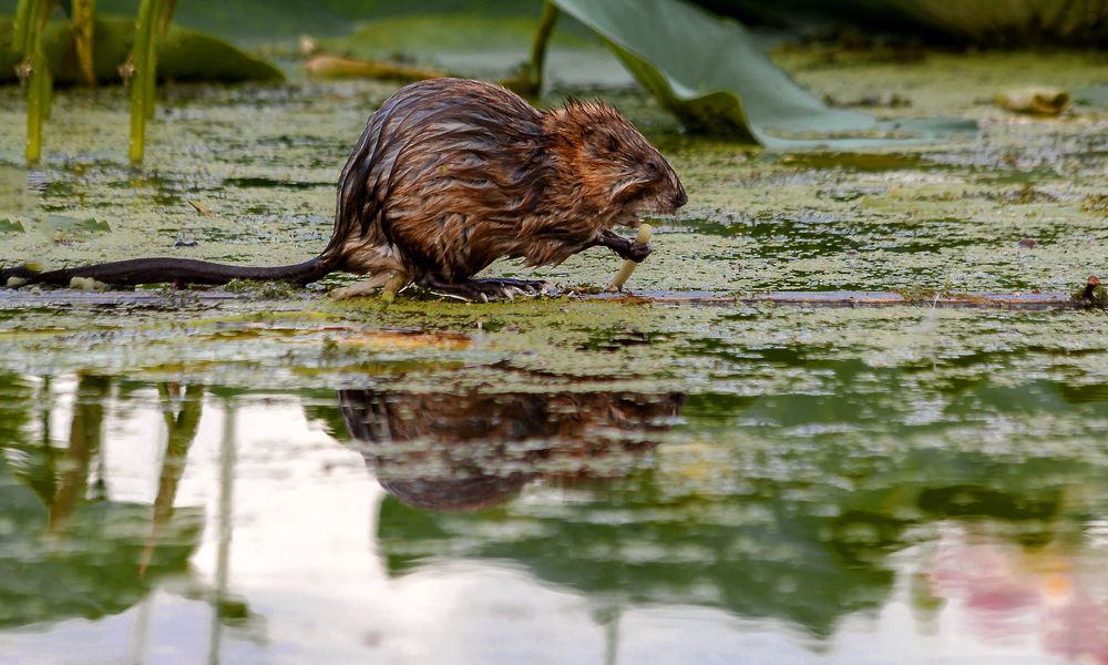 Ондатра, утренний моцион