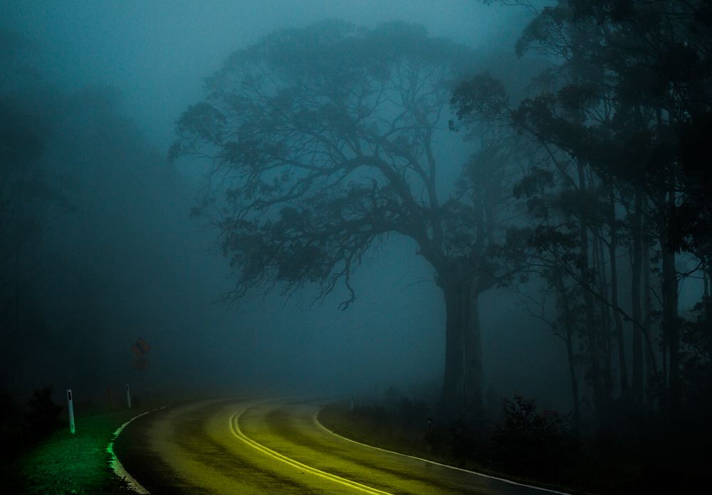 Поворот дороги в свете фар