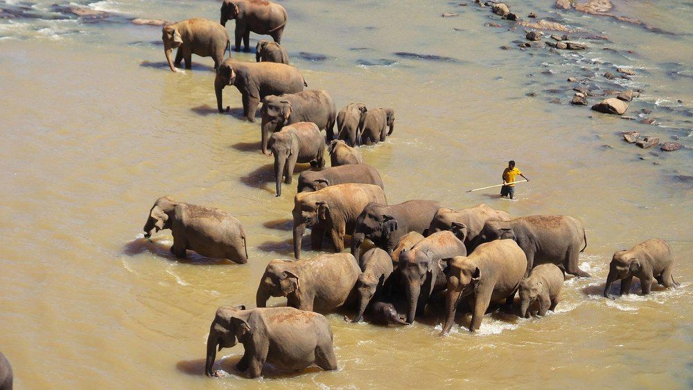 Elephants