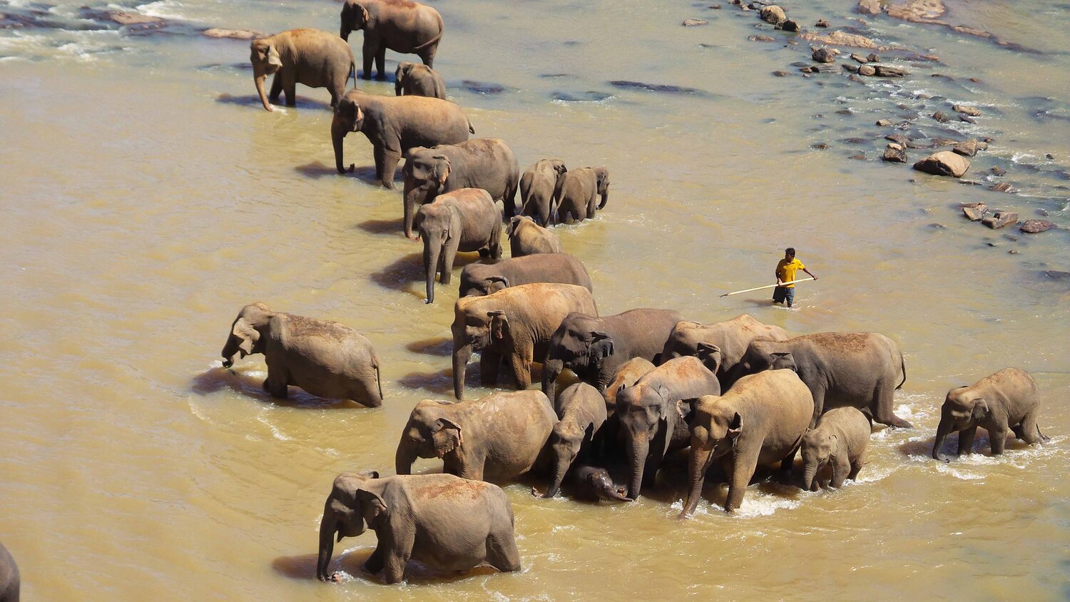 Elephants