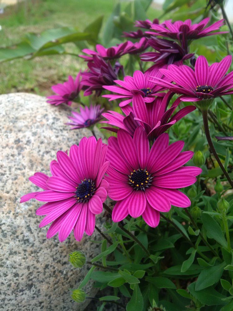 Beautiful flowers