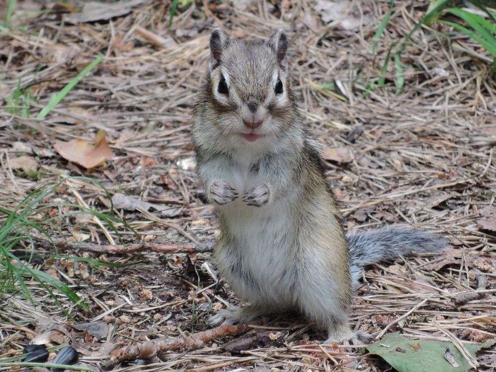 Бурундук и семечки