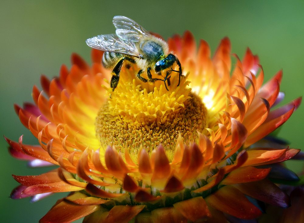 медовые ножки...