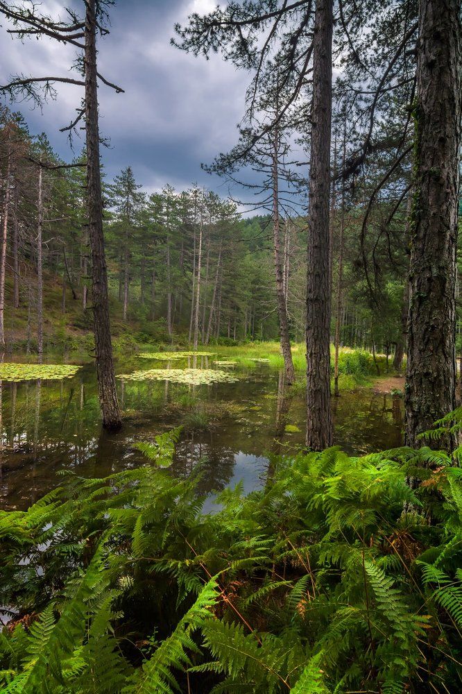 The lake with lilies