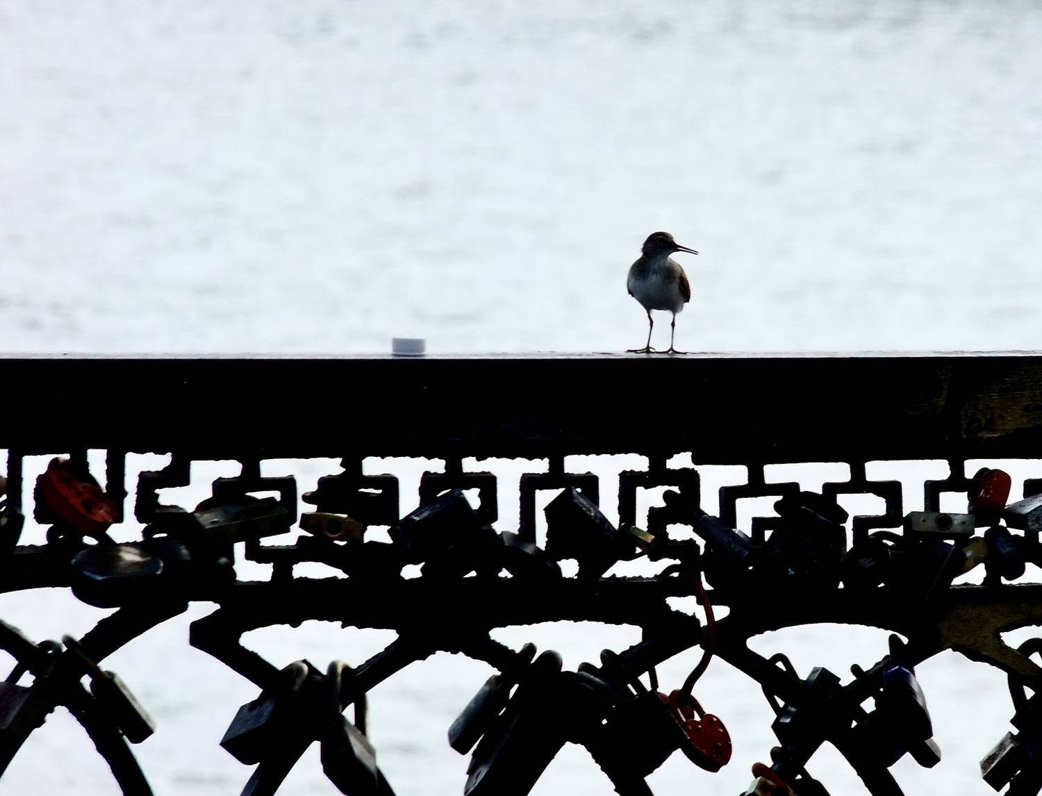 Photo #13700058
