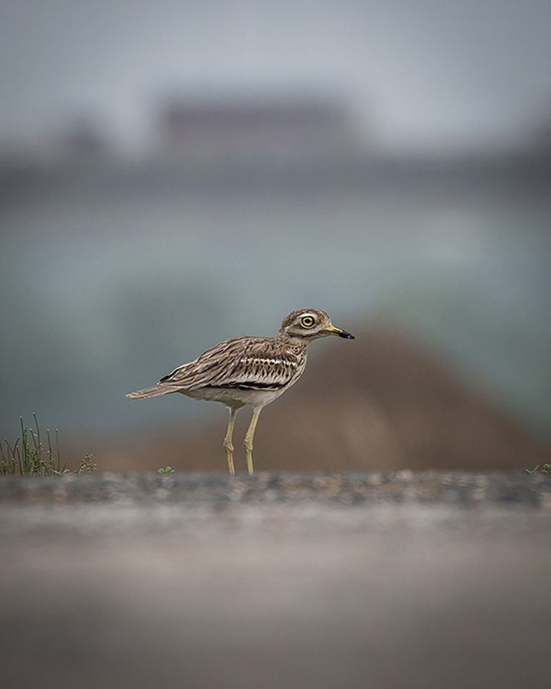 Photograph by Dhaval Solanki