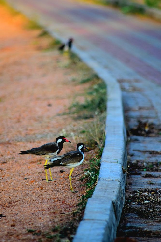Photograph by Viduri Vilasi Bandadra
