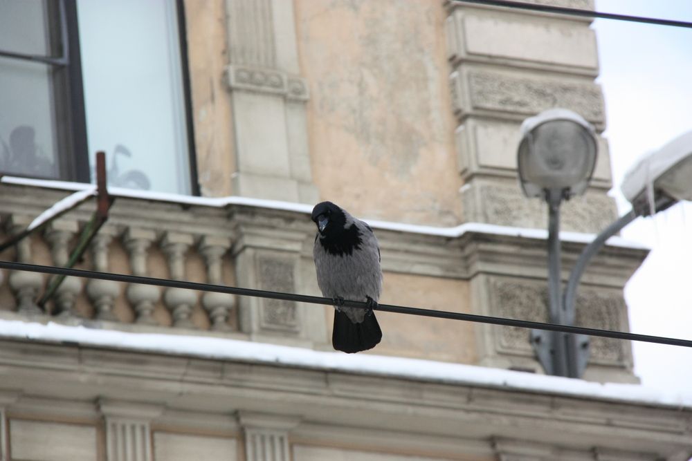 Фотография автора Igors Rostikovs