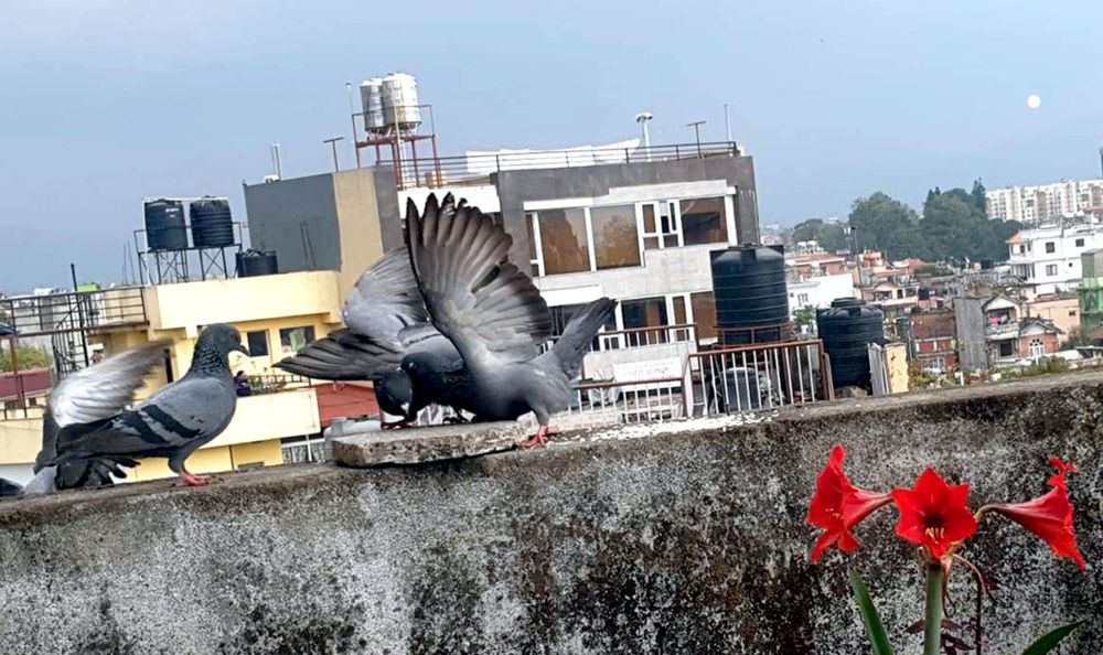 Birds in the City: Rooftop Rivalry