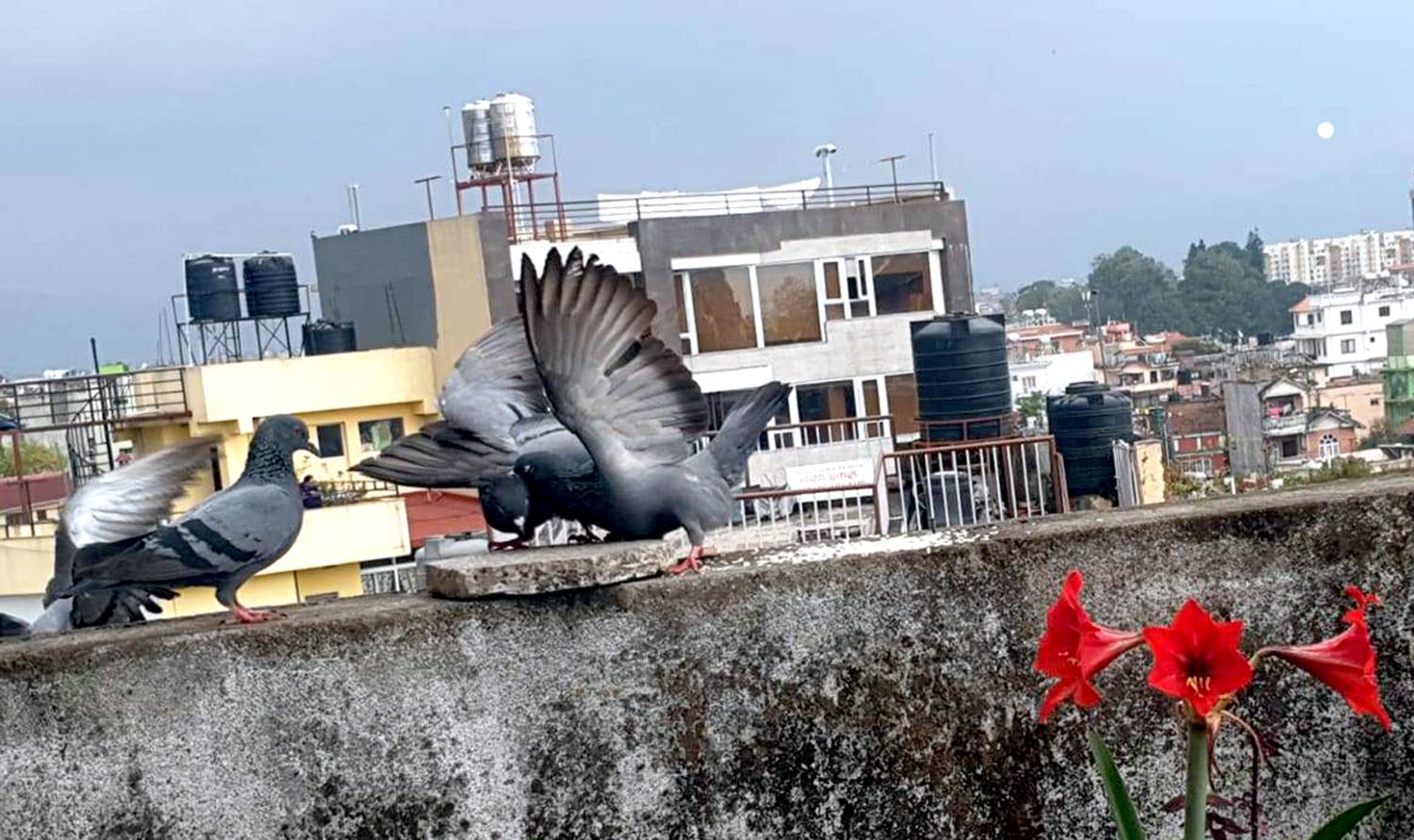 Birds in the City: Rooftop Rivalry