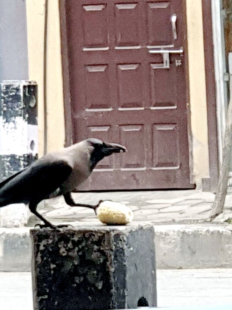 Urban Survivors: A Crow\'s Daily Feast in the Concrete Jungle