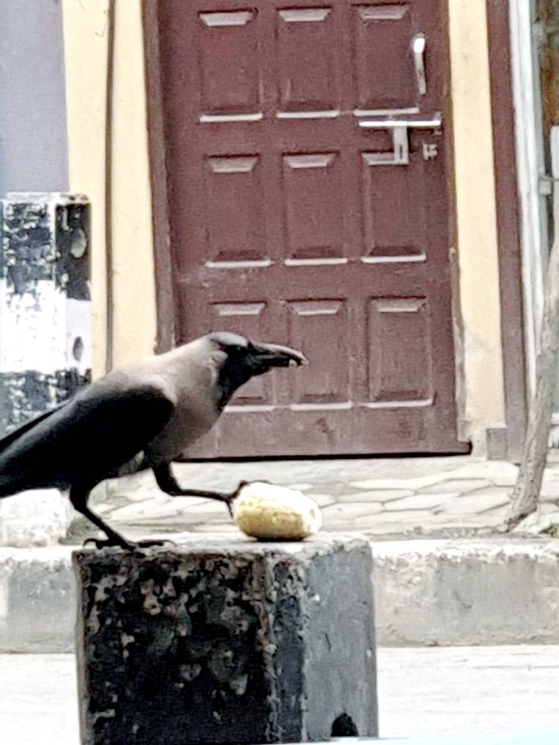 Urban Survivors: A Crow\'s Daily Feast in the Concrete Jungle