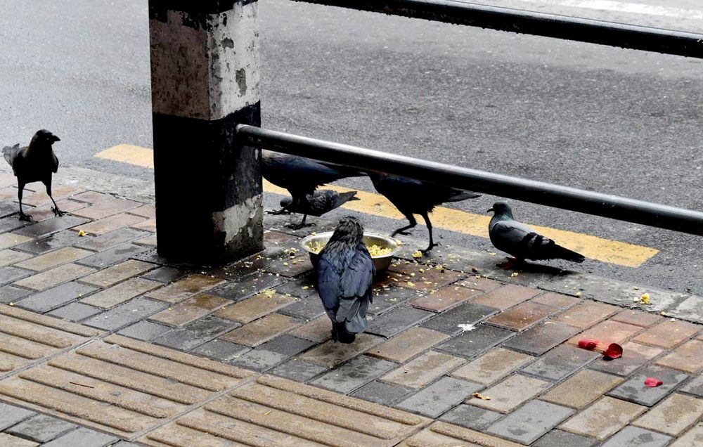 Birds in the City: Survival in the Concrete Jungle