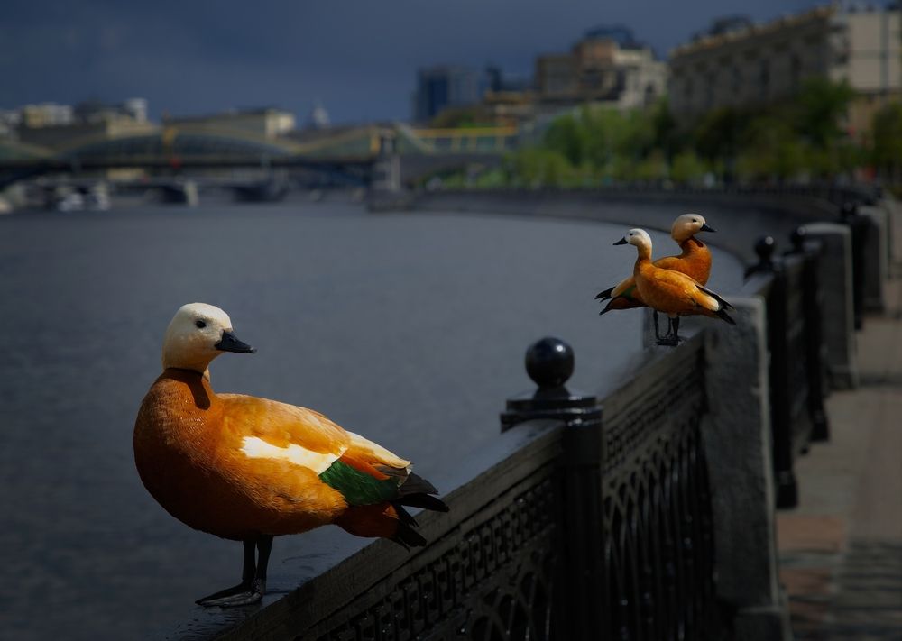 Photograph by Марианна Привроцкая