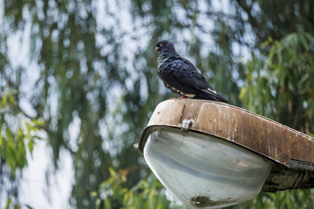The Streetlamp Sentinel