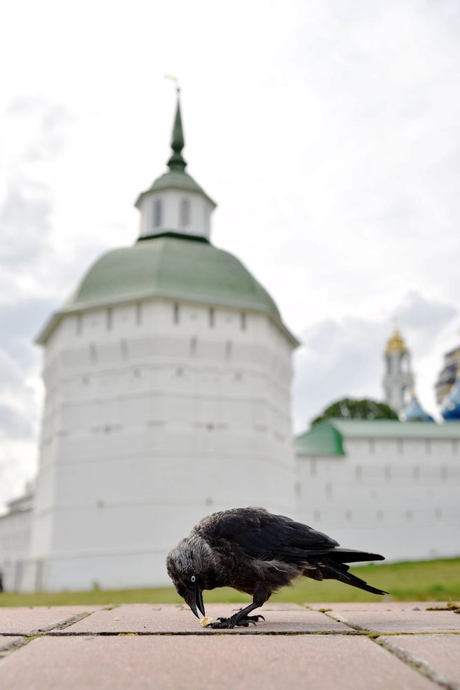 Фотография автора Ксения Рябухина