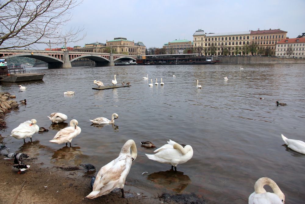 Лебеди в Праге
