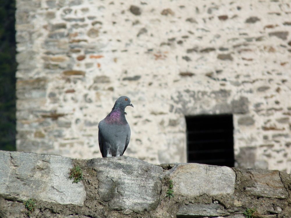 Photo #13700937