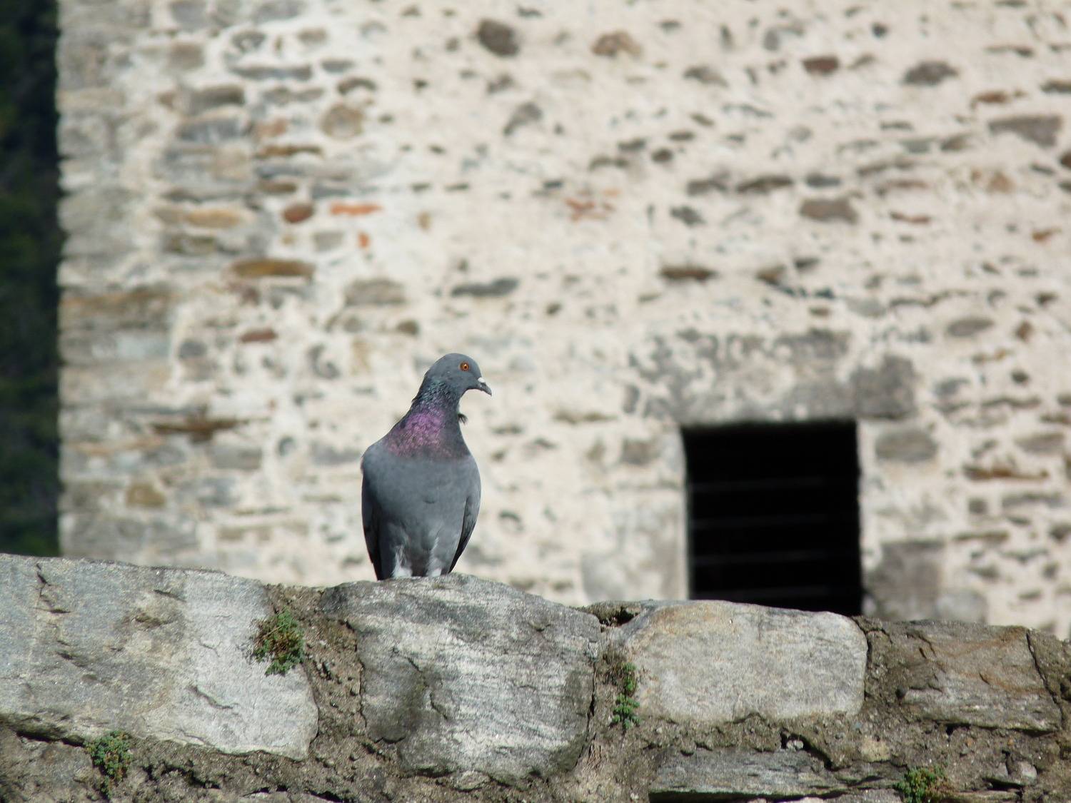 Photo #13700937