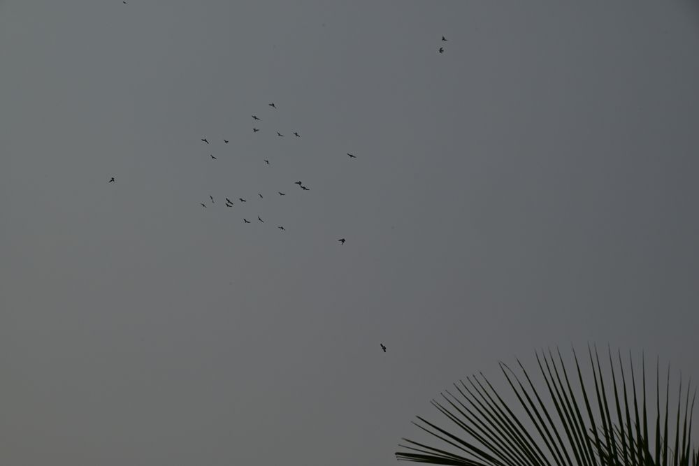 Birds