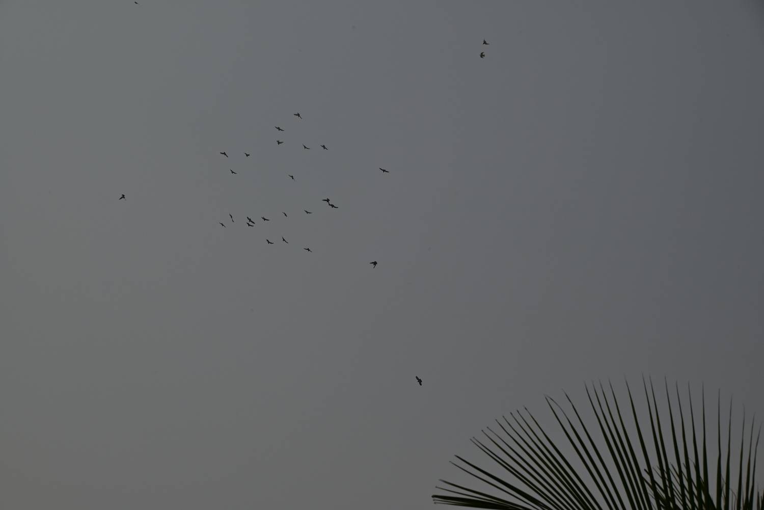 Birds