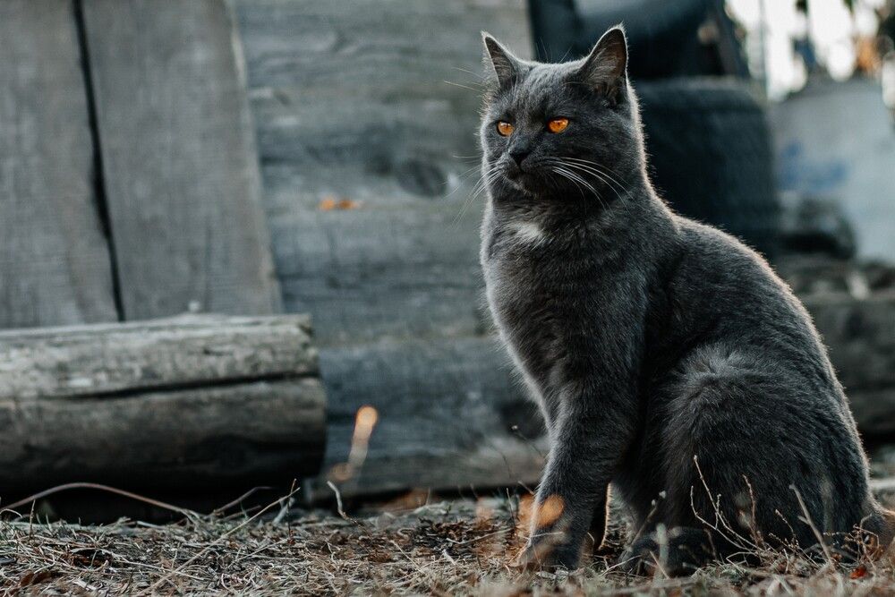 Photograph by Анна Володькина