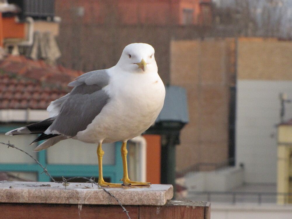 Photograph by Анатолий Чарушин