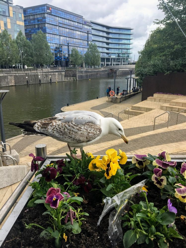 Seagull in Bristol