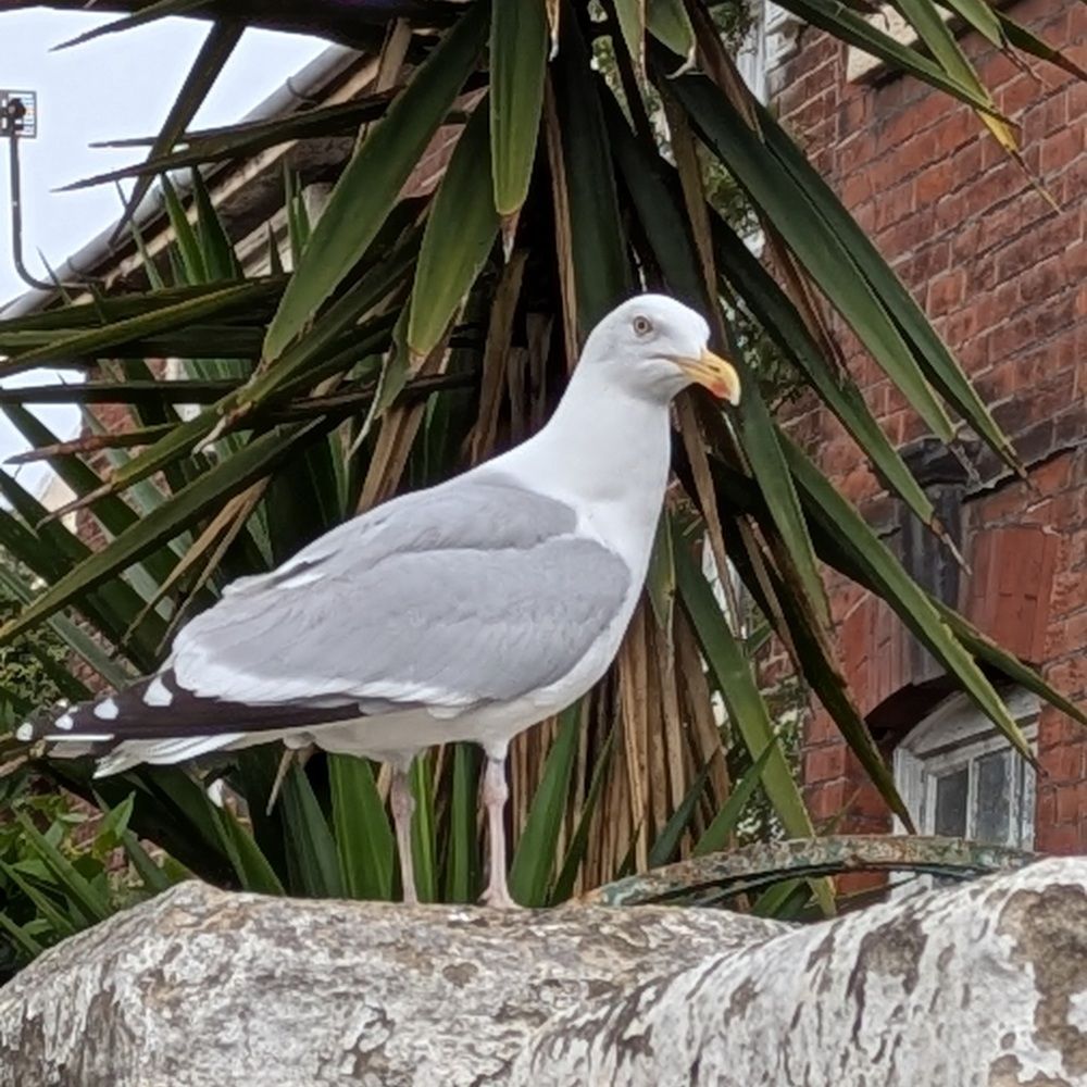 A Seagull in Southsea