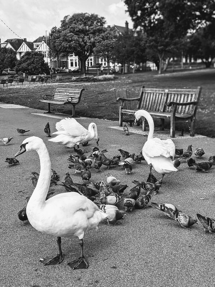 Swans and Pigeons